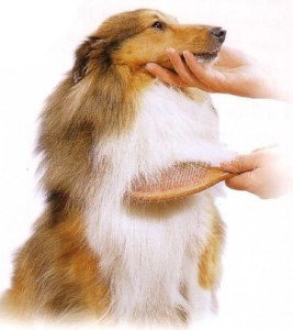 bathing-and-drying-double-coated-dogs