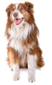 grooming-an-australian-shepherd