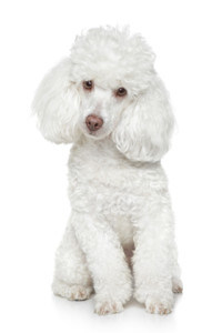 grooming-dogs-with-wool-coat