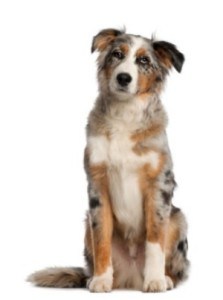 Cleaning Your Australian Shepherd's Ears | Dog Grooming Tutorial