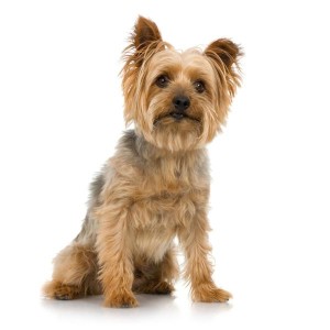 how-to-cut-the-nails-of-a-yorkie