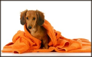 how-to-bathe-a-dachshund