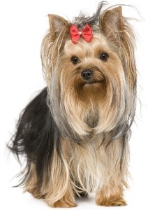 How to Do Top Knot for Yorkies | Dog Grooming Tutorial