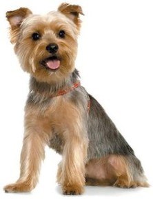 cute-short-cuts-for-yorkies