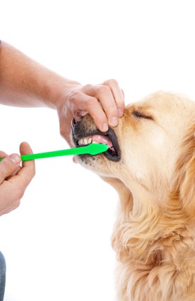 dog brush for golden retriever