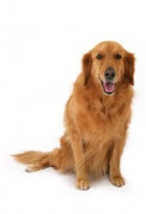 how-to-keep-a-golden-retriever’s-ears-healthy