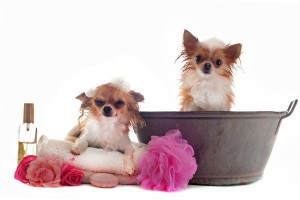 bathing-your-chihuahua