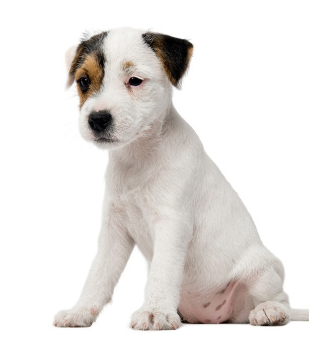 How To Groom A Jack Russell Terrier Dog Grooming Tutorial