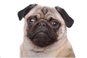 combing and brushing a pug