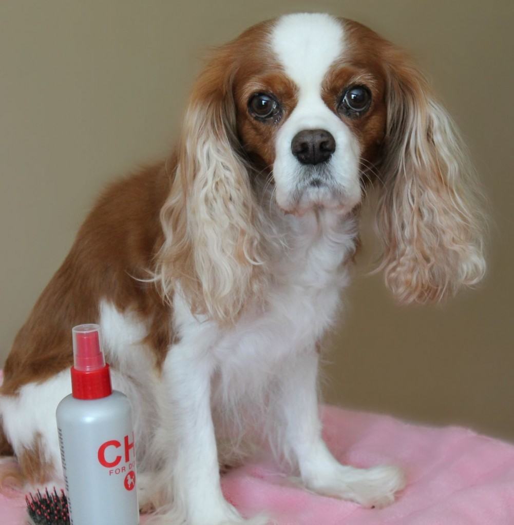 How To Bathe A King Charles Cavalier Spaniel