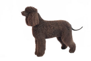 grooming-the-coat-of-an-irish-water-spaniel