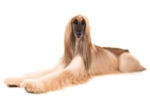 how to groom the coat of your afghan hound