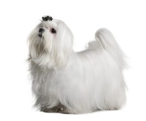 how to groom the coat of a maltese at home