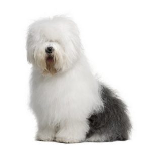 coat care for your old english sheepdog