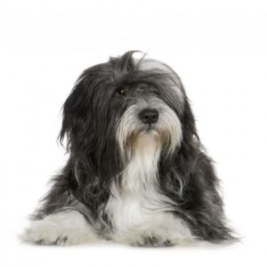 grooming details for a tibetan terrier