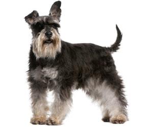 what is the best brush to use on a schnauzer