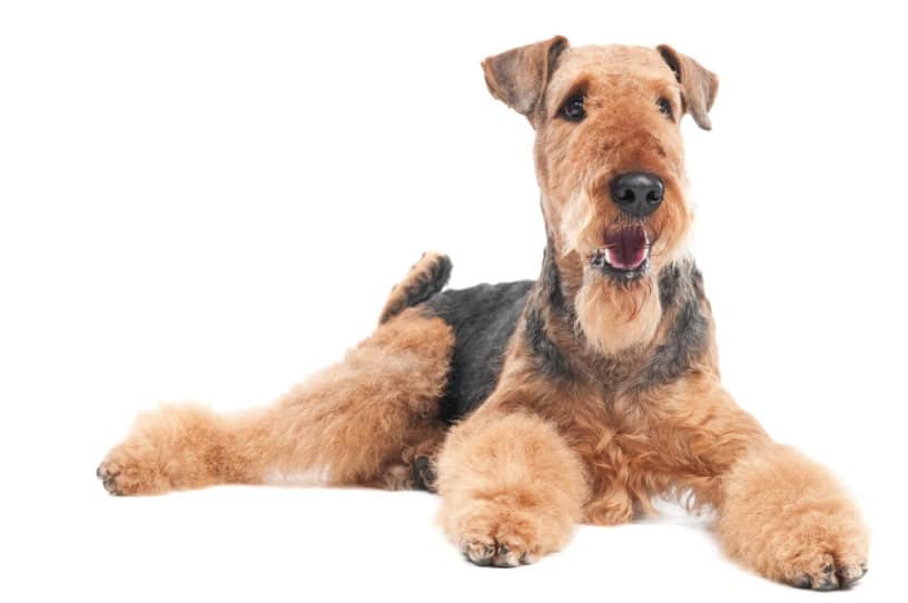 How to Groom an Airedale Terrier at Home | Dog Grooming Tutorial