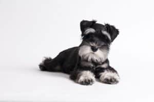 how to clip your miniature schnauzer's nails