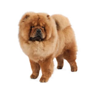 How to Groom a Chow Chow at Home | Dog Grooming Tutorial