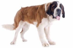 grooming the coat of saint bernard