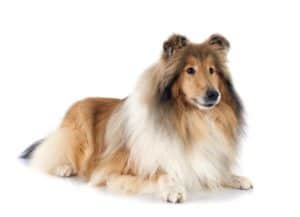 how to groom your collie at home