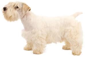 how to groom a sealyham terrier