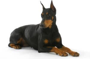 coat care for a doberman