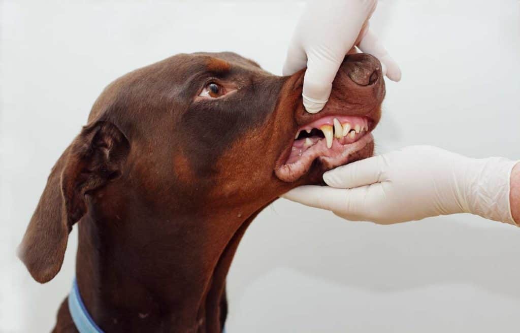 Dental Care for Your Doberman Dog Grooming Tutorial