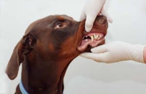 dental care for your doberman