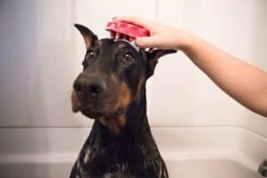 how often to bathe a doberman