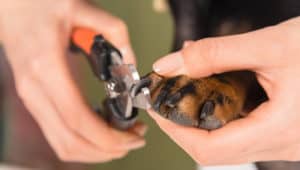 nail trimming for dobermans