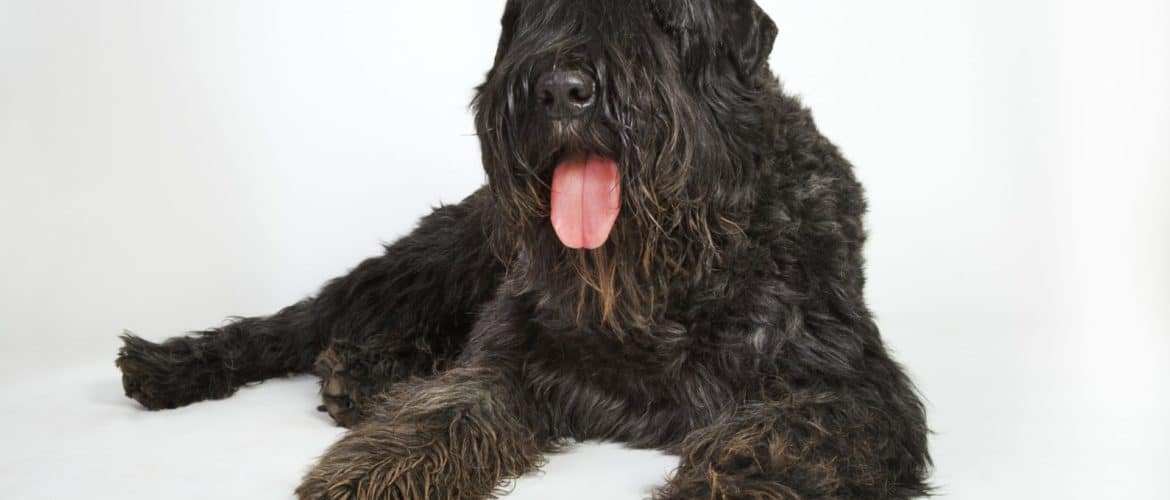 How To Groom A Bouvier Des Flandres Dog Grooming Tutorial