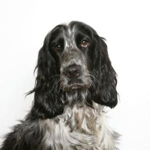 how to groom an english cocker spaniel