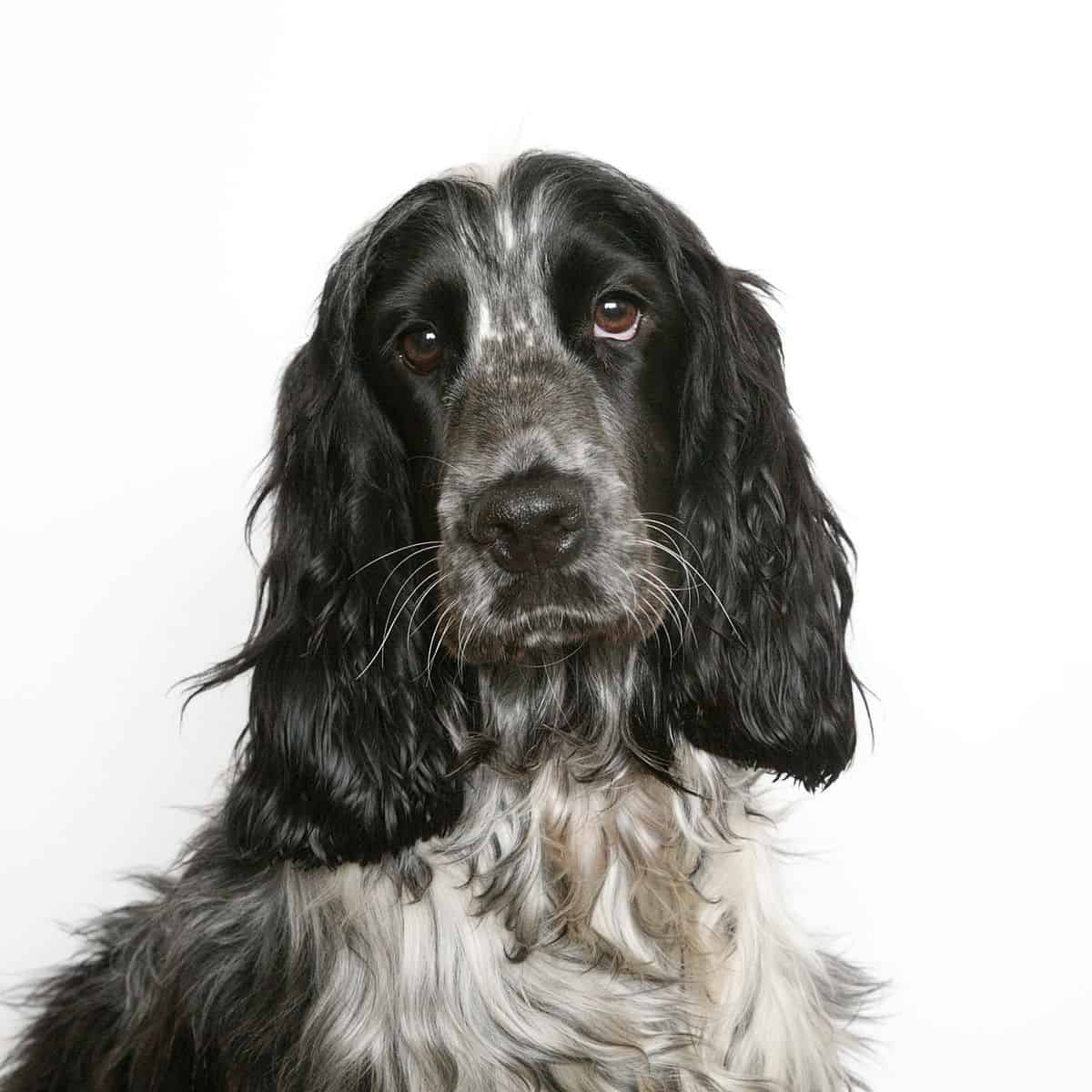 do springer spaniels need clipping
