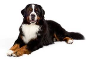 brushing and combing the coat of a bernese