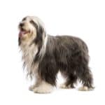 How to Groom the Coat of a Bearded Collie | Dog Grooming Tutorial