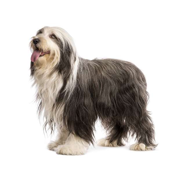 bearded collie long haired