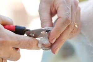 trimming the nails of a brittany