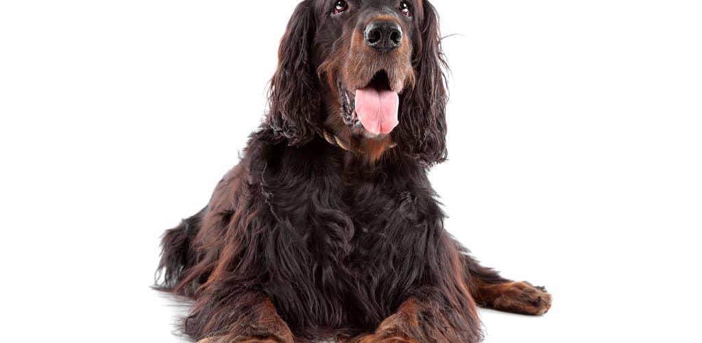 How To Trim The Coat Of A Gordon Setter Dog Grooming Tutorial