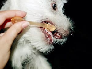 dental care for your norwich terrier