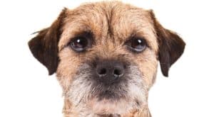 grooming the coat of a border terrier