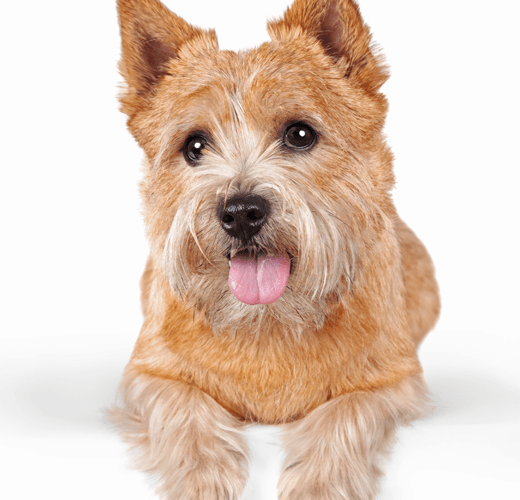 How to Bathe a Norwich Terrier at Home - Dog Grooming Tutorial