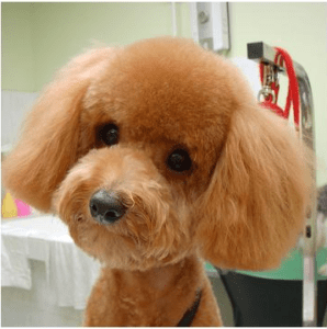 how-to-give-your-dog-a-teddy-bear-cut