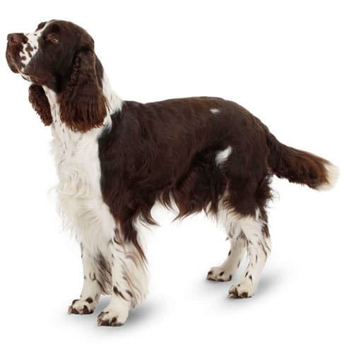 do springer spaniels need coats