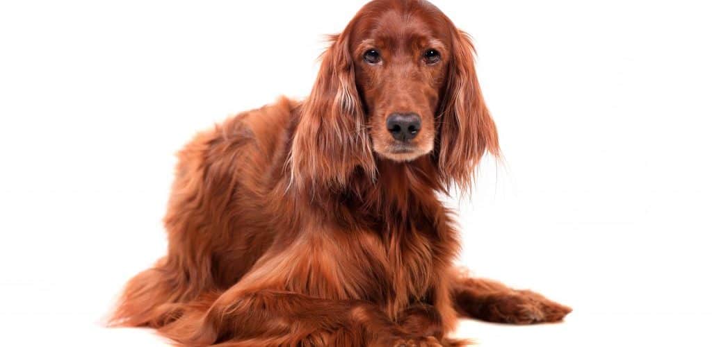 How To Groom The Coat Of An Irish Setter Dog Grooming Tutorial