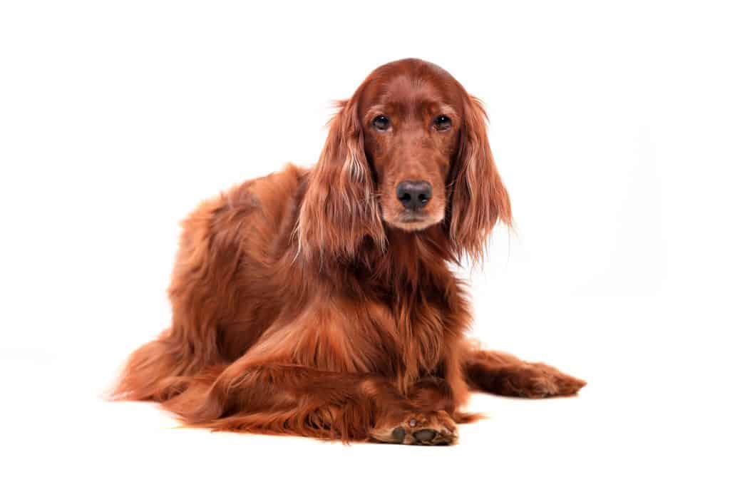 HowtoGroomtheCoatofanIrishSetter Dog Grooming Tutorial