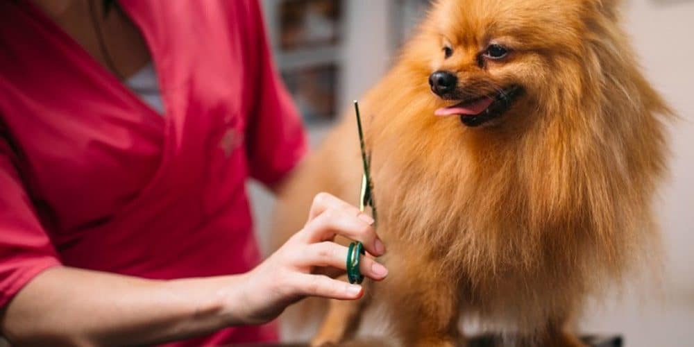 Grooming the Coat of a Pomeranian - Dog Grooming Tutorial
