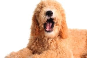 how to deal with ear infection in goldendoodles