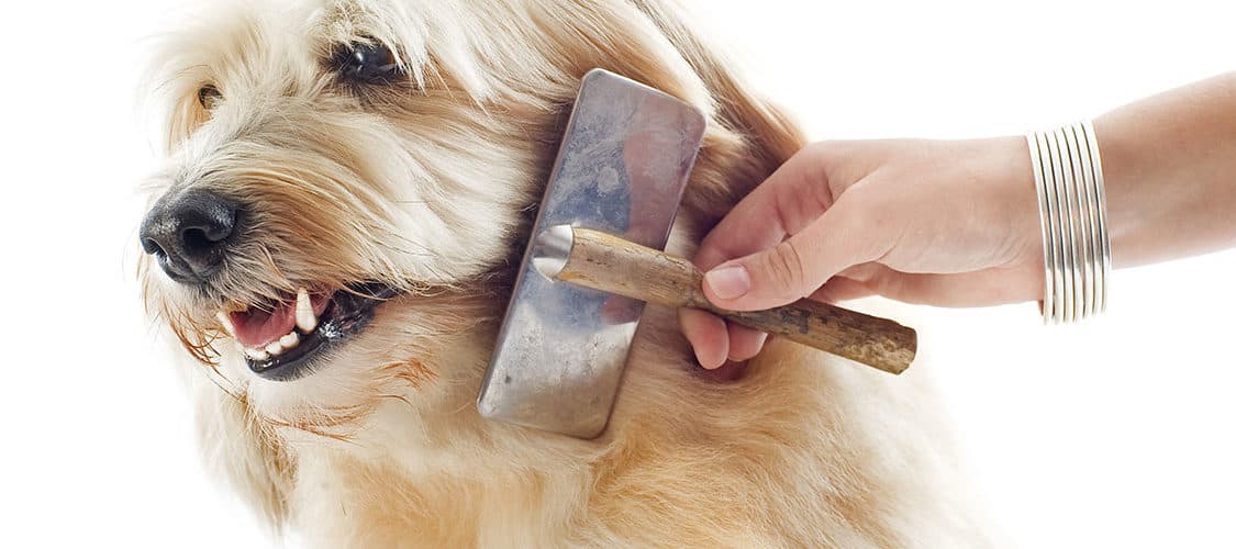 Your Dog Grooming Requirements By Hair Types Dog Grooming Tutorial