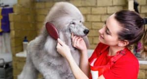 how to comb and brush a pet poodle